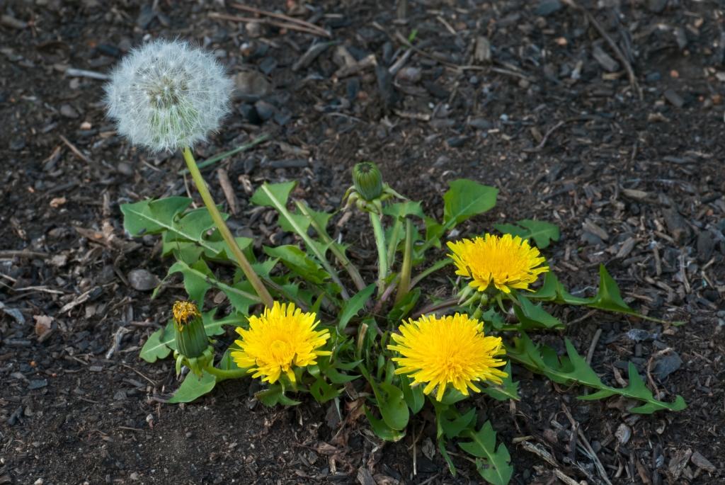 Danilione Xx Video - Dandelion weeds, how they spread and how to control them | LebanonTurf