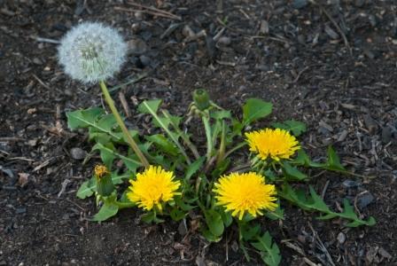 Image of Dandelion broadleaf weed