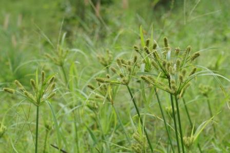 yellow nutsedge seed