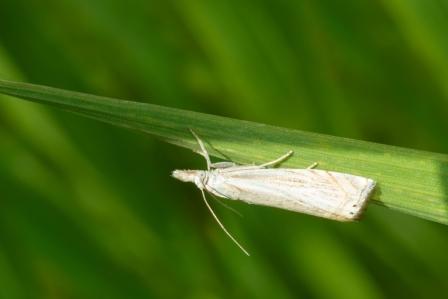 Sod Webworm larvae feed on leaves and stems of turfgrass | LebanonTurf