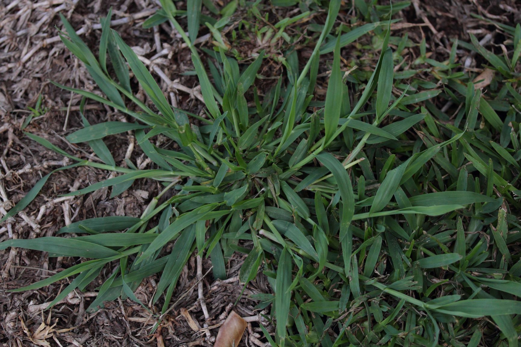 Crabgrass The Annual Grassy Weed In Lawns And Landscapes LebanonTurf