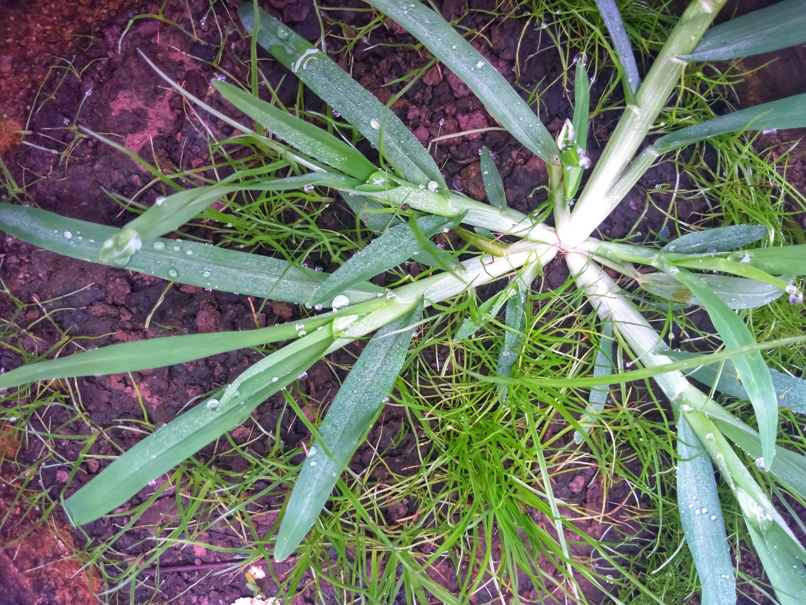 goosegrass