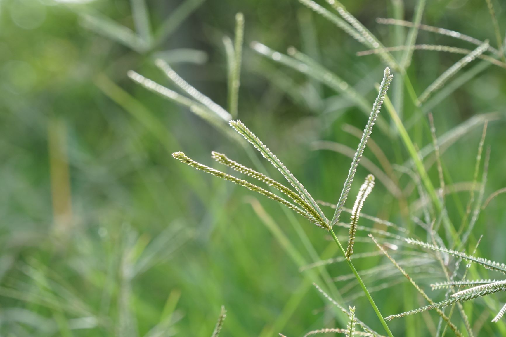 goosegrass