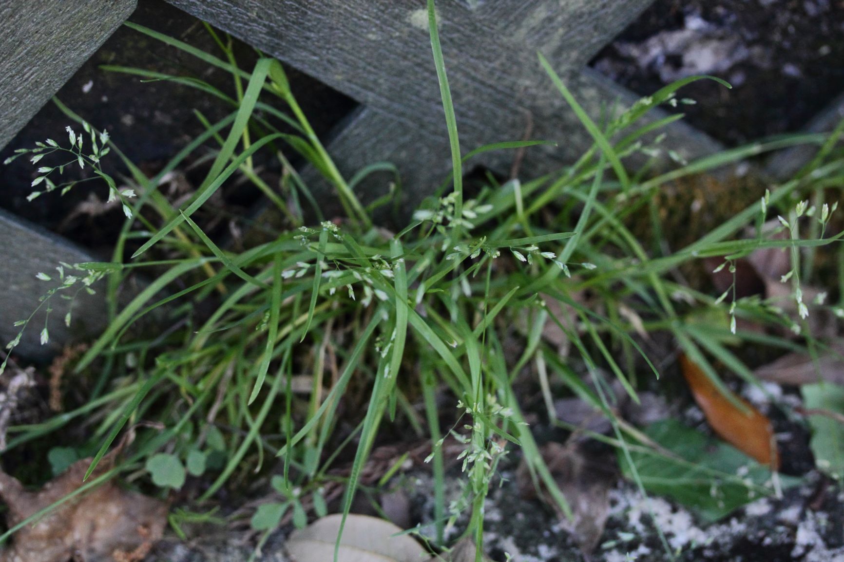 Poa Annua is considered an undesirable turfgrass in most residential ...