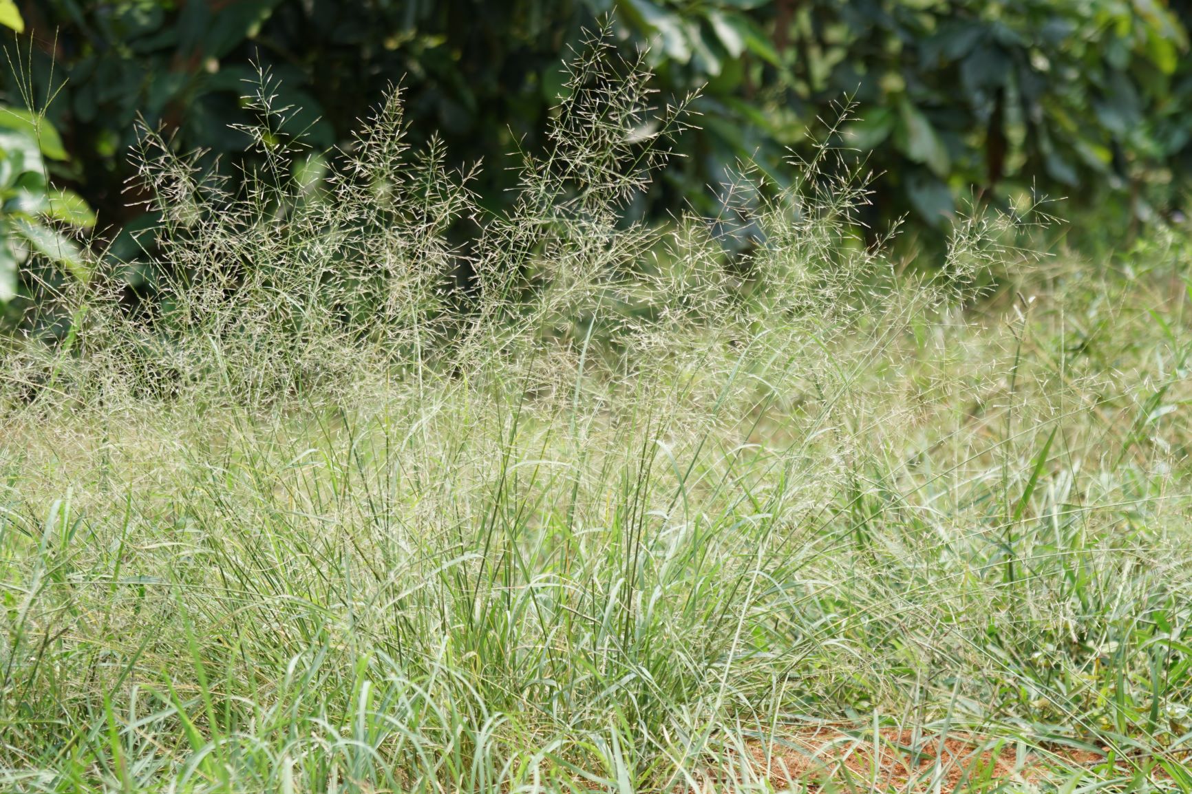 Bluegrass Weed