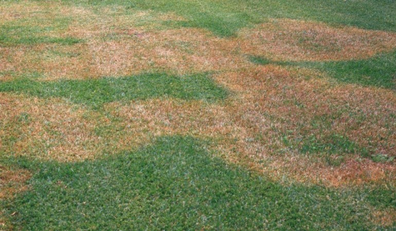 Identifying And Preventing Common Lawn Diseases Lebanonturf 