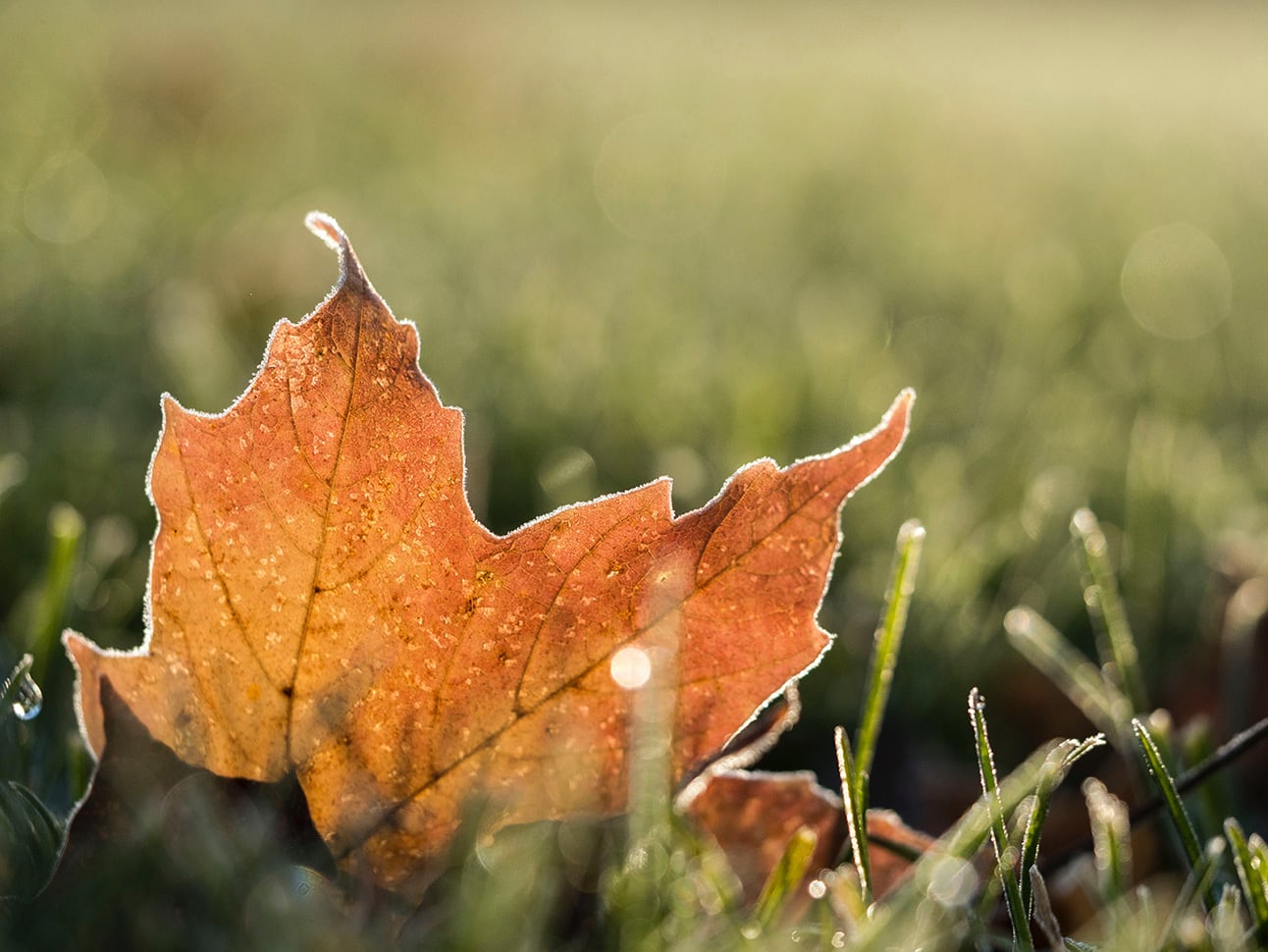 Putting Turf To Bed Late Fall Fertilization LebanonTurf