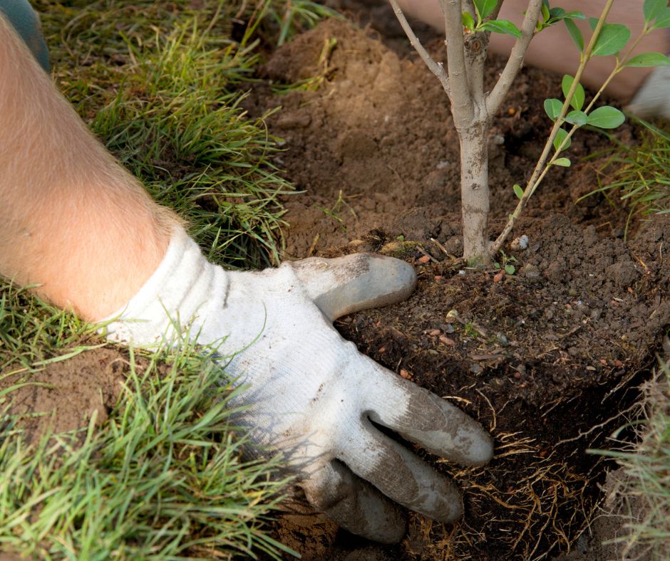 How to Plant a Tree or Shrub | LebanonTurf