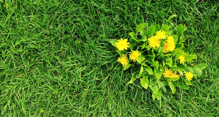 Solutions for Early Spring Broadleaf Weeds | LebanonTurf